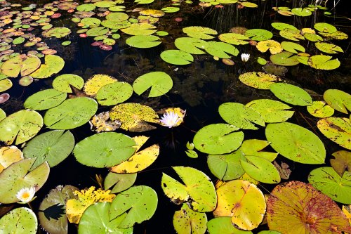 Moremi Game Reserve (Botswana) - Nénuphars sur l'Okavango, secteur de Xakanaxa(VO-25-0907 D.jpg)